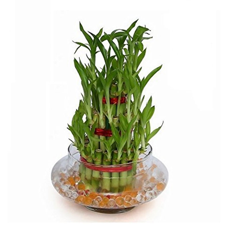 Lucky Bamboo 3 Layer Plant